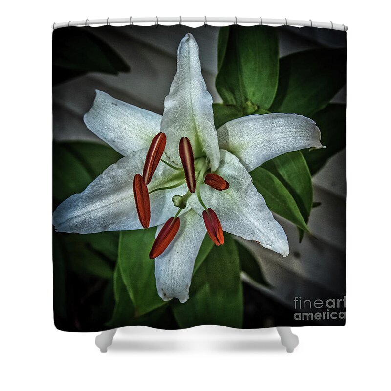Isolated Shower Curtain featuring the photograph White Lily by Robert Bales