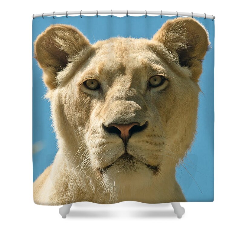 White Lion Shower Curtain featuring the photograph White Lion by Scott Carruthers