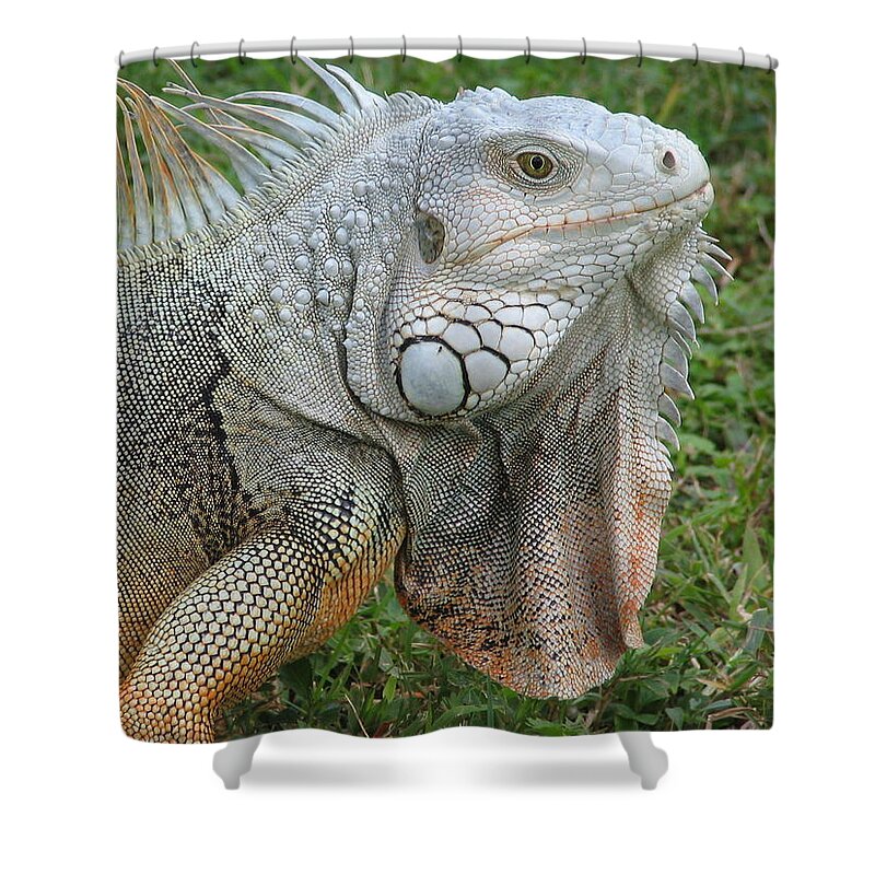 Lizard Shower Curtain featuring the photograph White Lizard by David Bader