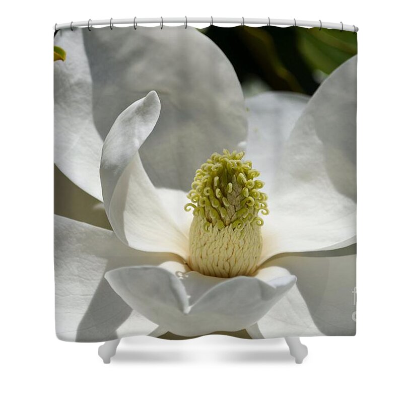 Magnolia Shower Curtain featuring the photograph White Magnolia Macro by Terrilyne Shoaf