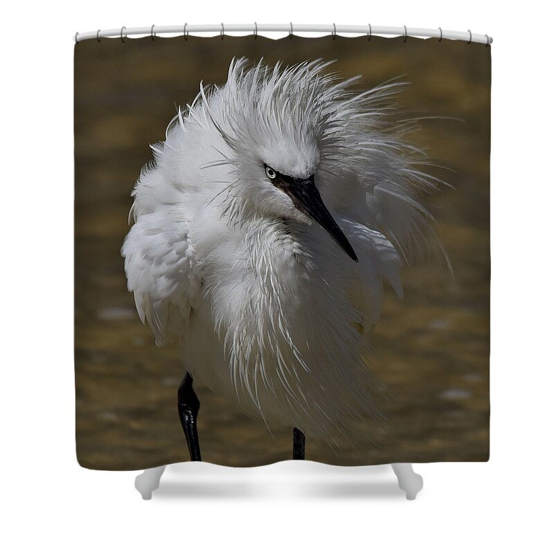 Reddish Egret Shower Curtain featuring the photograph White Morph by Jim Bennight