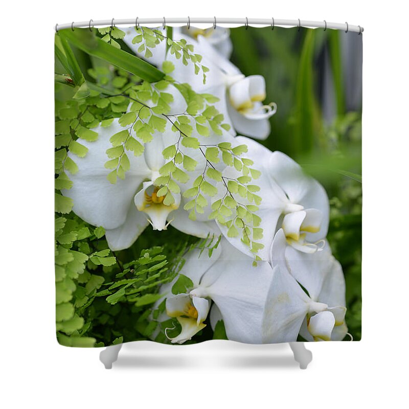 Ferns Shower Curtain featuring the photograph White Orchids by Ronda Broatch