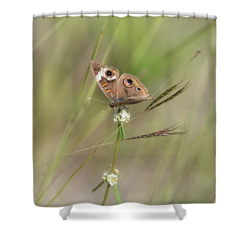 Butterfly Shower Curtain featuring the photograph Buckeye Butterfly Resting on White Flowers by Artful Imagery