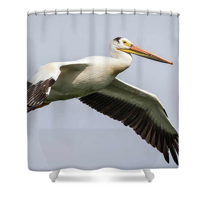 American White Pelican Shower Curtain featuring the photograph White Pelican 2016-1 by Thomas Young