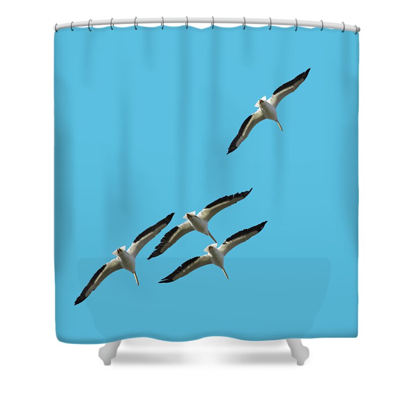 White Shower Curtain featuring the photograph White Pelicans Transparency by Richard Goldman