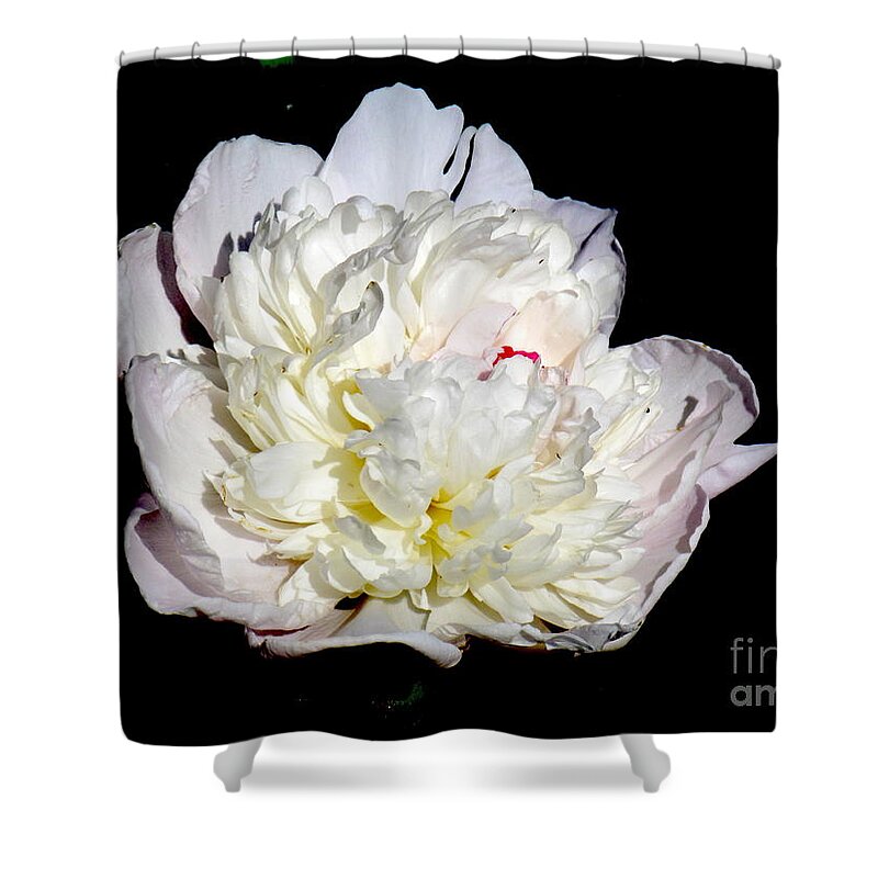 Photograph Shower Curtain featuring the photograph White Peony II by Delynn Addams