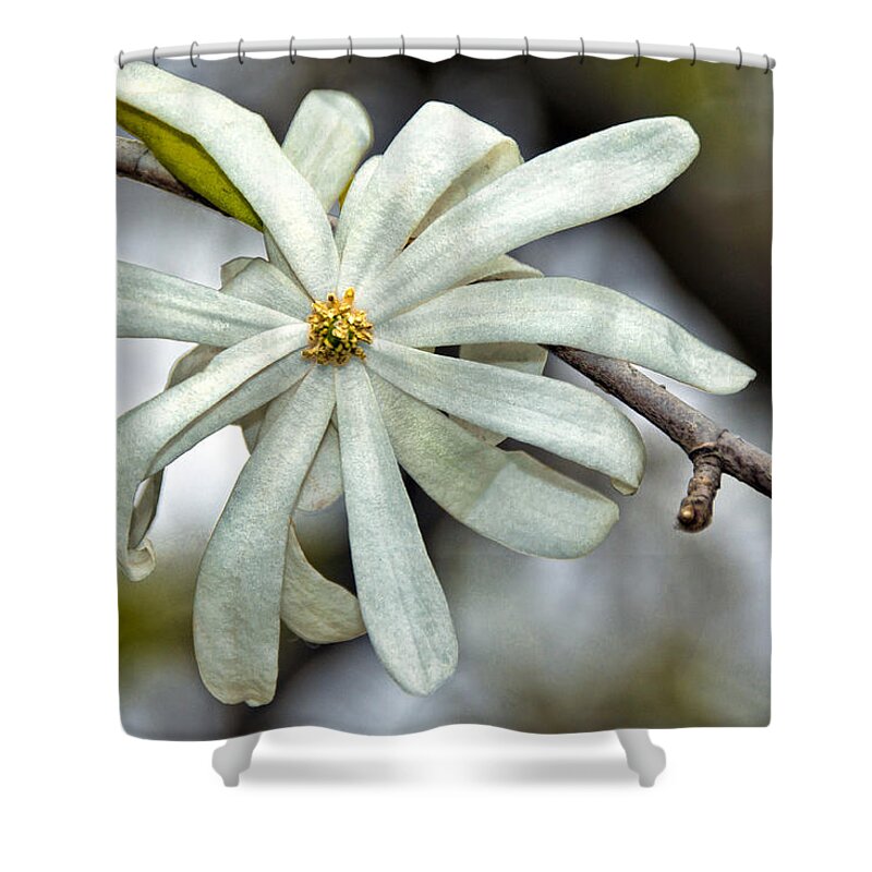 Blossom Shower Curtain featuring the photograph White Petals by Christopher Holmes