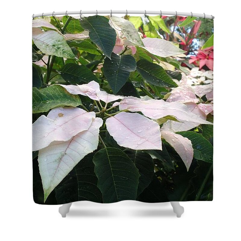 Flowers Shower Curtain featuring the photograph White Poinsettias by Anita Adams