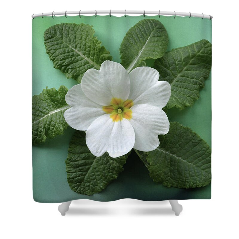 Primrose Shower Curtain featuring the photograph White Primrose by Terence Davis