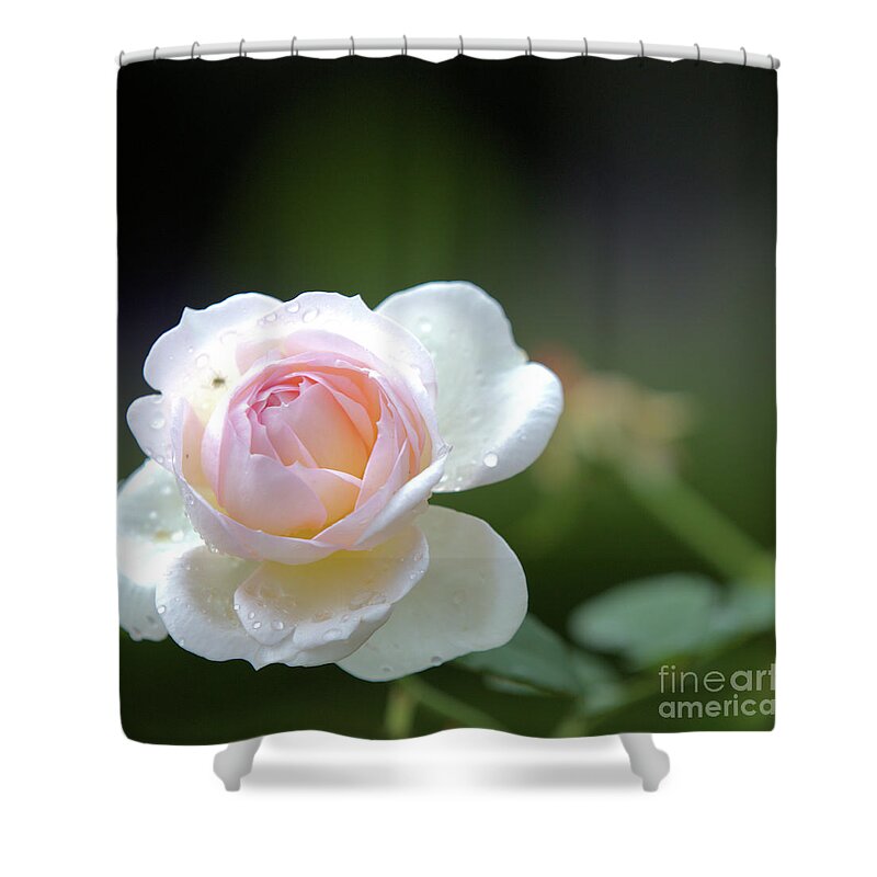 Rose Shower Curtain featuring the photograph White rose by Agnes Caruso