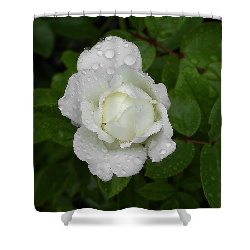 White Shower Curtain featuring the photograph White Rose Bamberg by Pamela Newcomb