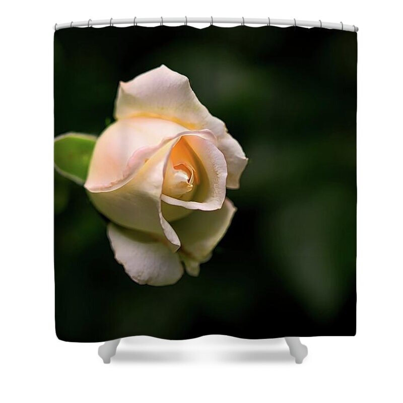White Shower Curtain featuring the photograph White Rosebud by Richard Gregurich