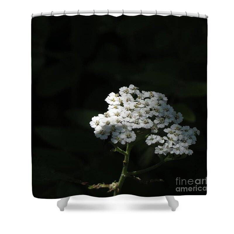Flowers Shower Curtain featuring the photograph White Summer Blooms by Anita Adams