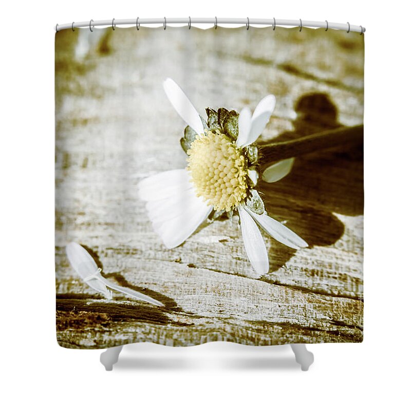 Autumn Shower Curtain featuring the photograph White summer daisy denuded of its petals by Jorgo Photography