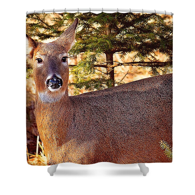 White Tail Michigan Deer Shower Curtain featuring the photograph White Tail Michigan Deer by Gwen Gibson
