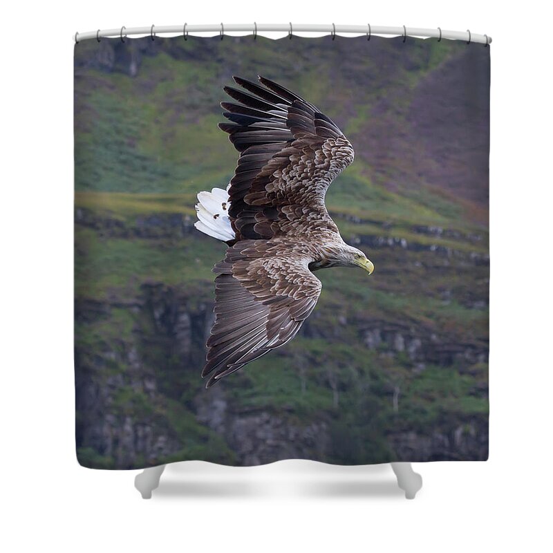 White-tailed Eagle Shower Curtain featuring the photograph White-Tailed Eagle Banks by Pete Walkden