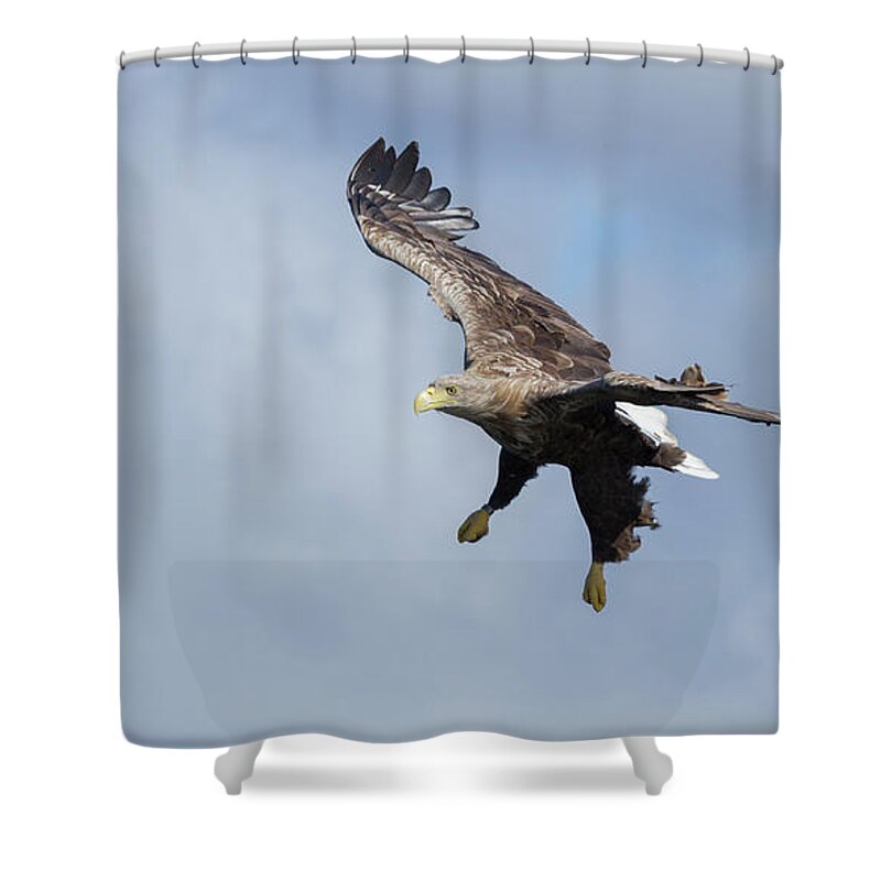White-tailed Eagle Shower Curtain featuring the photograph White-Tailed Eagle Dropping Down by Pete Walkden