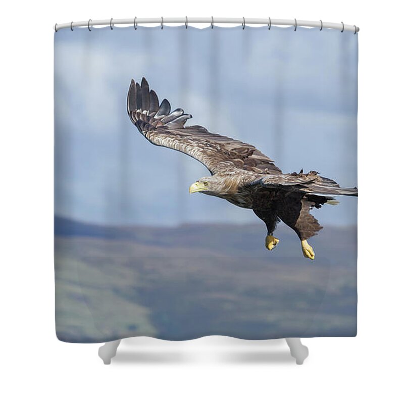 White-tailed Eagle Shower Curtain featuring the photograph White-Tailed Eagle On Mull by Pete Walkden