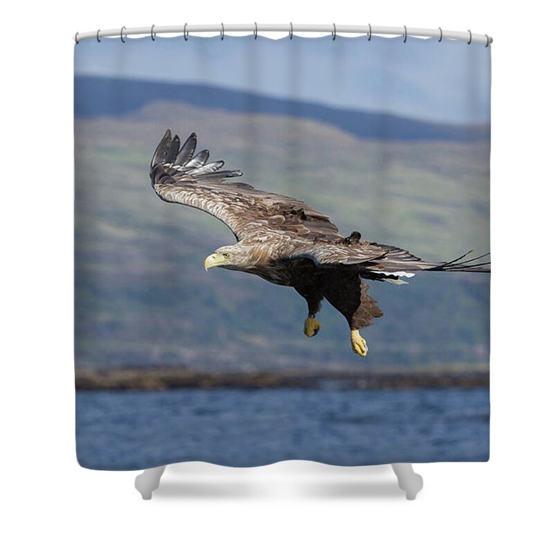 White-tailed Eagle Shower Curtain featuring the photograph White-Tailed Eagle Over Loch by Pete Walkden