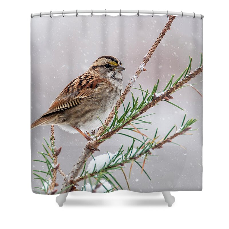 Bird Shower Curtain featuring the photograph White Throated Sparrow by Cathy Kovarik