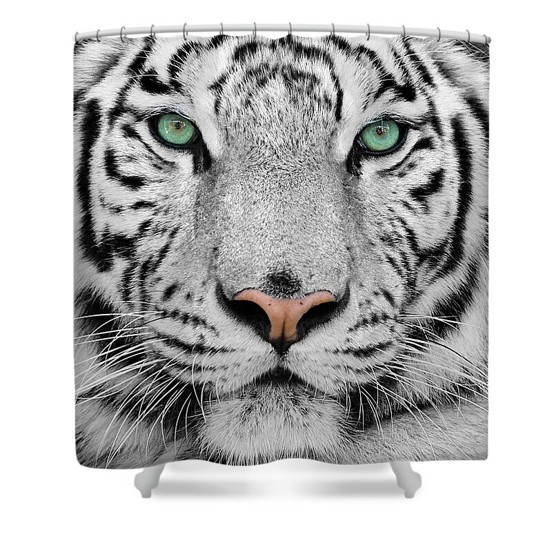 White Tiger Shower Curtain featuring the photograph White Tiger by Jackie Russo