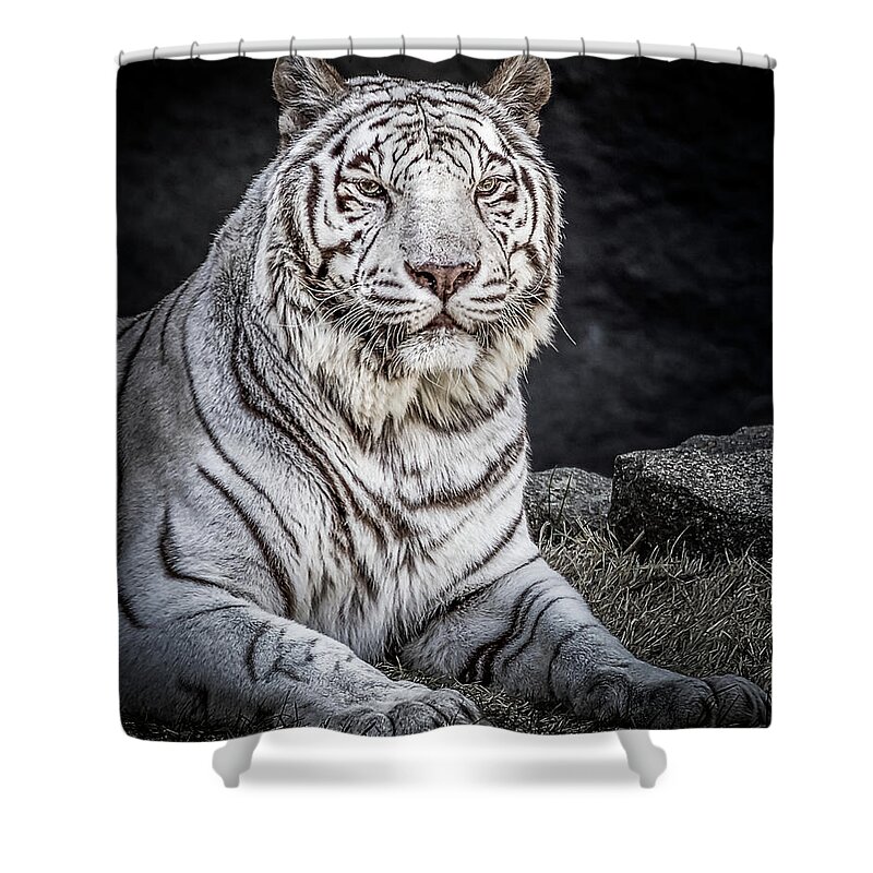Big Cat Shower Curtain featuring the photograph White Tiger by Ron Pate