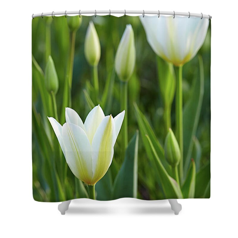 Garden Shower Curtain featuring the photograph White tulip by Garden Gate magazine