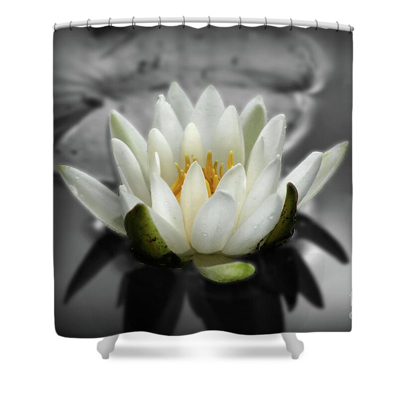Lotus Shower Curtain featuring the photograph White Water Lily Black And White by Smilin Eyes Treasures