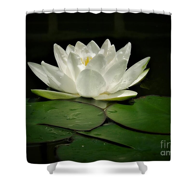Water Lily Shower Curtain featuring the photograph White Water Lily by Chad and Stacey Hall