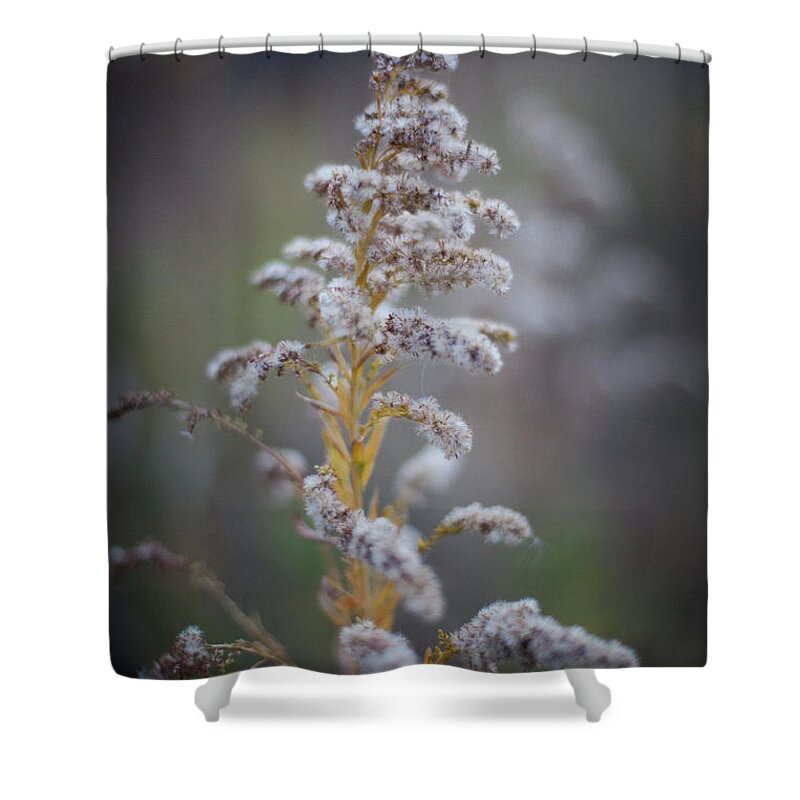 Red Oak Shower Curtain featuring the photograph White Weeds In Winter, Oak Grove Park, Grapevine, Texas by Greg Kopriva