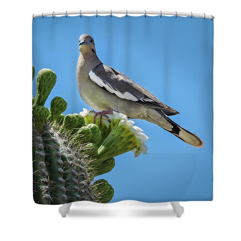 Pennysprints Shower Curtain featuring the photograph White Winged Dove on Cactus Flower by Penny Lisowski