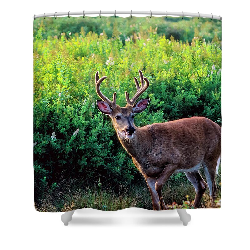 Whitetail Deer Shower Curtain featuring the photograph Whitetail Buck after a Run by Thomas R Fletcher