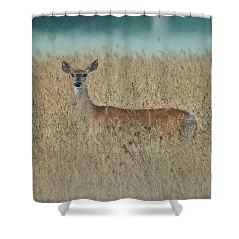 Animal Shower Curtain featuring the photograph Whitetail Deer 5380 by Michael Peychich