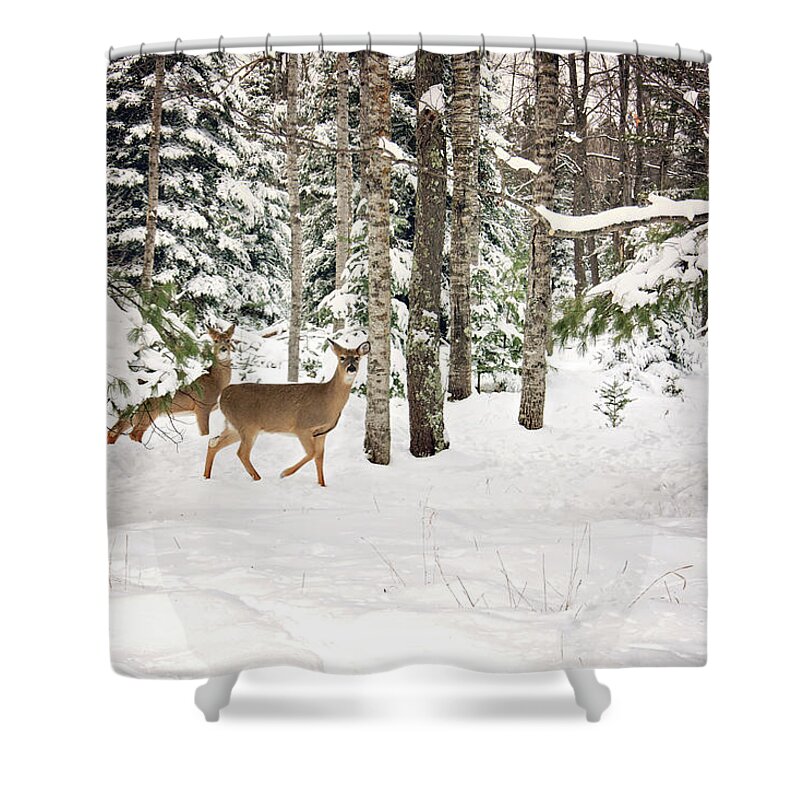 Whitetail Deer In Woods Shower Curtain featuring the photograph Whitetail Deer Winter Stroll by Gwen Gibson