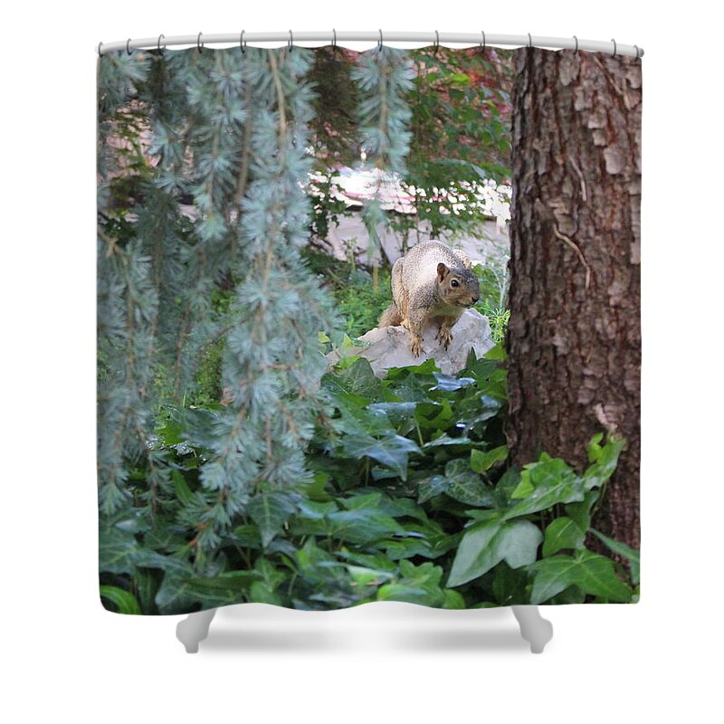Squirrel Shower Curtain featuring the photograph WHOA Nellie by Marie Neder
