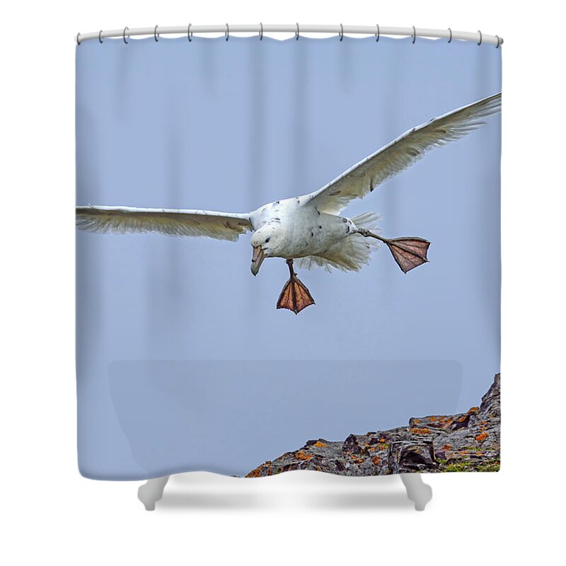 Southern Giant Petrel Shower Curtain featuring the photograph Whoa Nelly by Tony Beck