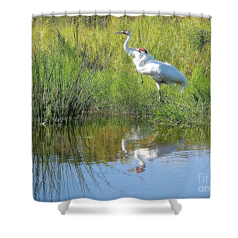 Cranes Shower Curtain featuring the photograph Whooping Cranes by Charles Robinson