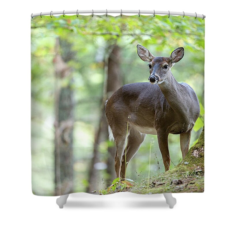 Cades Shower Curtain featuring the photograph Who's Looking at Who by Everet Regal