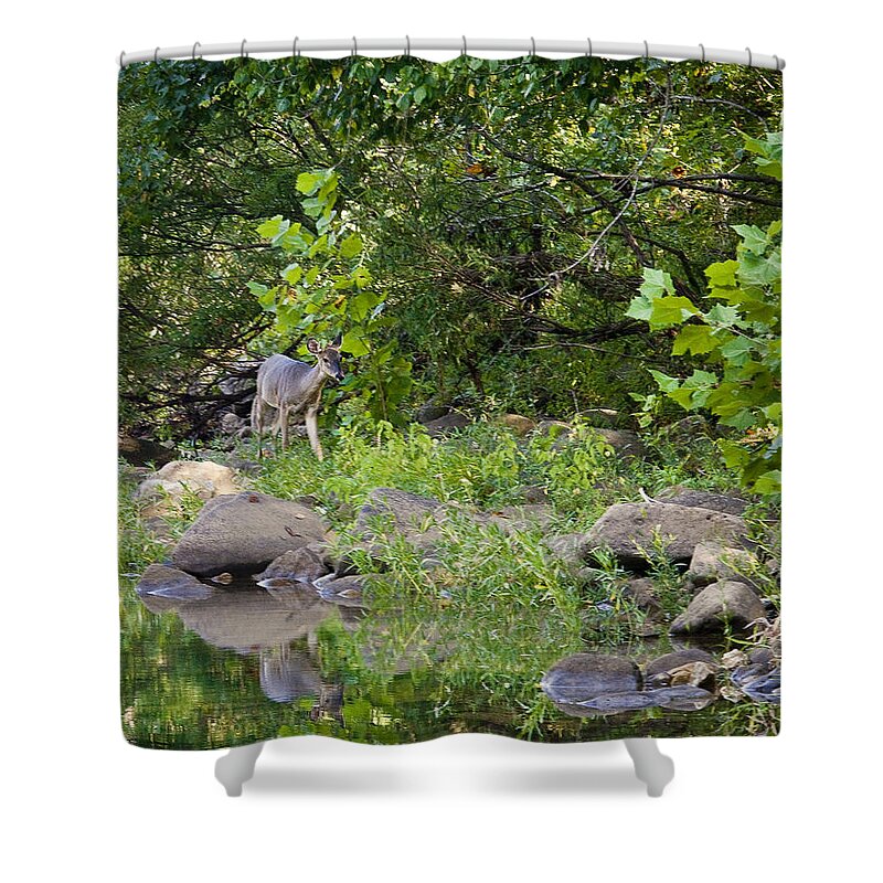 Whtietail Deer Shower Curtain featuring the photograph Whtietail Deer Along the Buffalo River by Michael Dougherty