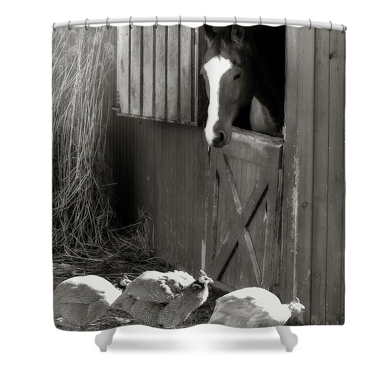 Horse Shower Curtain featuring the photograph Why Did the Guinea Hen Cross the Road - sepia by Angela Rath