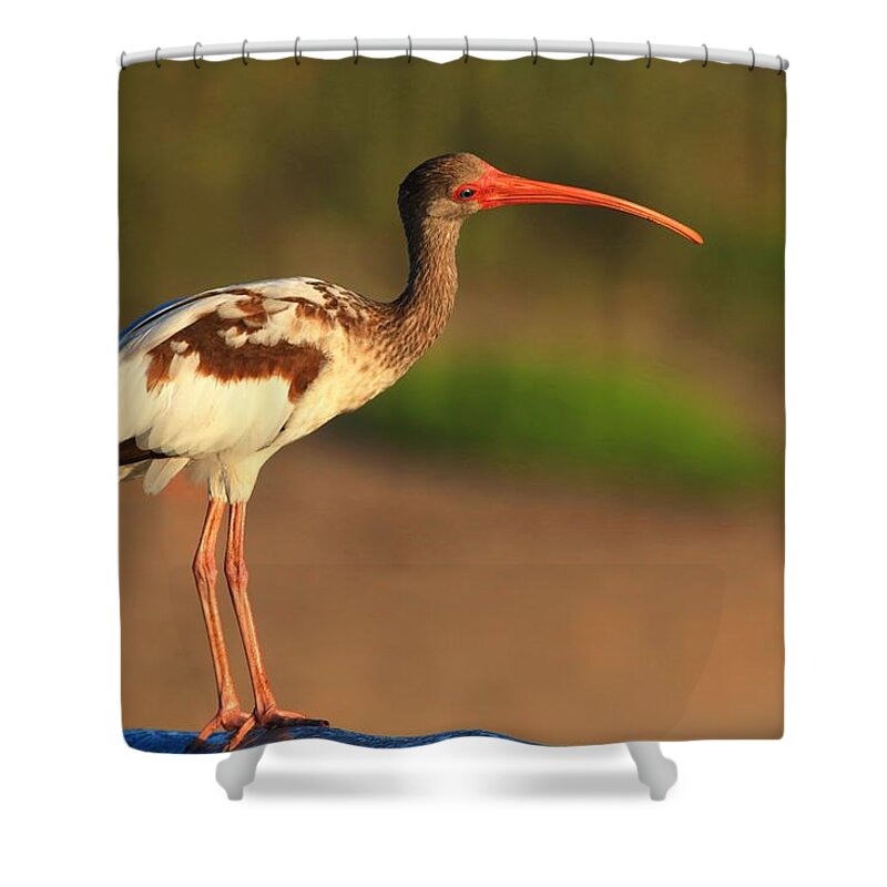 White Ibis Shower Curtain featuring the photograph Why Said The Juvenile White Ibis by Carol Montoya