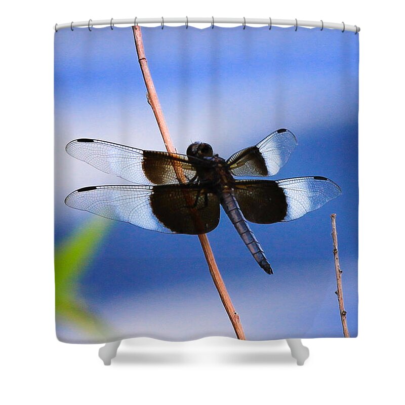 Widow Skimmer Dragonfly Shower Curtain featuring the photograph Widow Skimmer Dragonfly by Juli Ellen