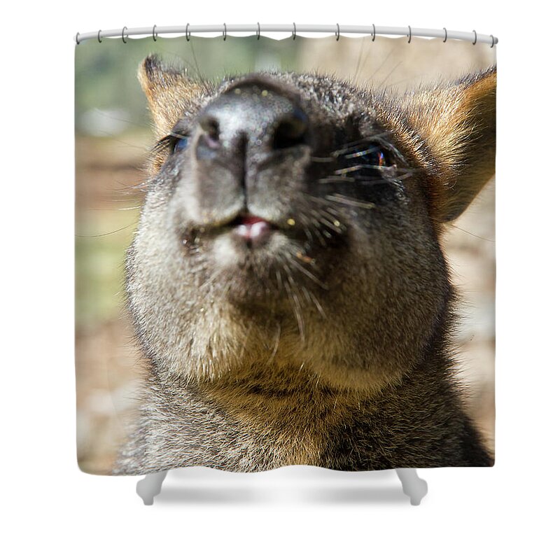 Swamp Shower Curtain featuring the photograph Wiggling His Nose At My Camera by Miroslava Jurcik