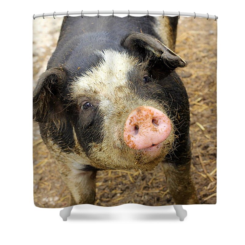 Pig Shower Curtain featuring the photograph Wilbur by Viviana Nadowski