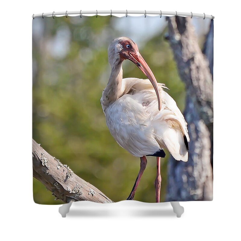 American White Ibis Shower Curtain featuring the photograph Wild Birds - American White Ibis by Kerri Farley