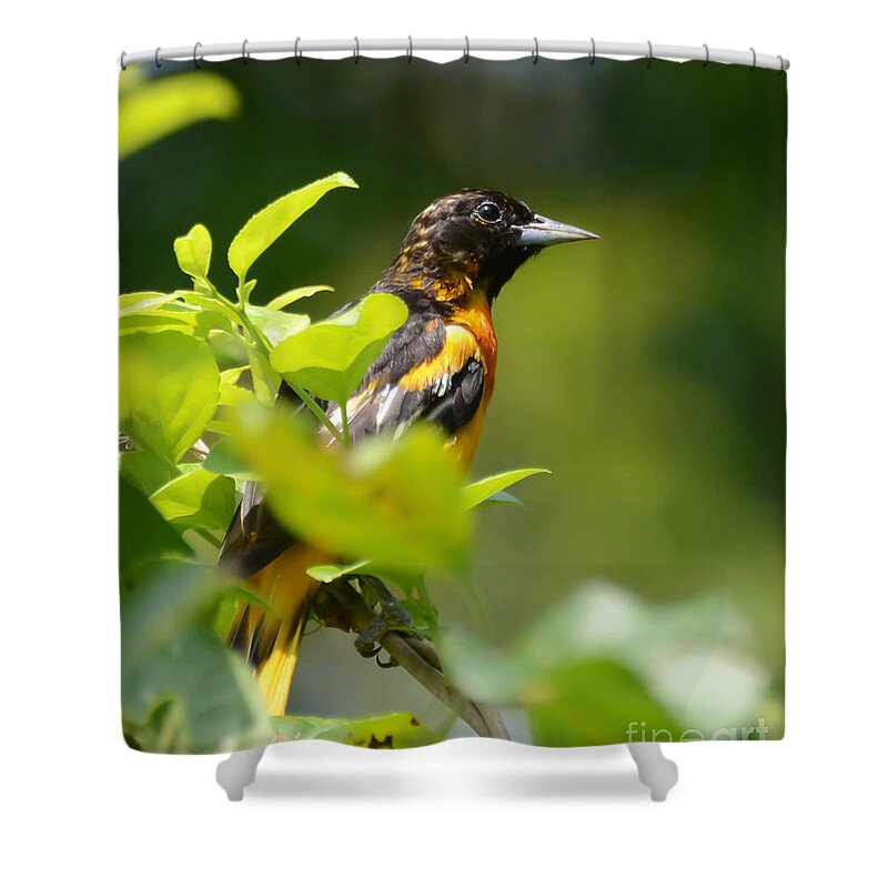 Baltimore Oriole Shower Curtain featuring the photograph Wild Birds - Baltimore Oriole by Kerri Farley