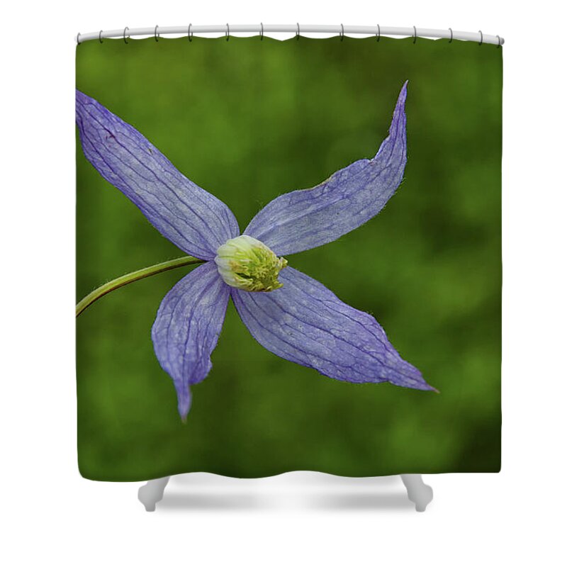 Bloom Shower Curtain featuring the photograph Wild blue flower by Debra Baldwin