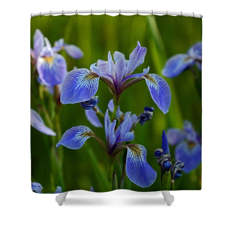 Blue Shower Curtain featuring the photograph Wild Blue Iris by Whispering Peaks Photography