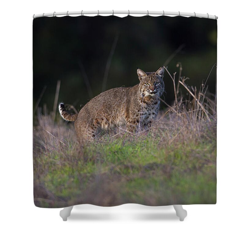Wild Cat Shower Curtain featuring the photograph Wild Bobcat Encounter by Mark Miller