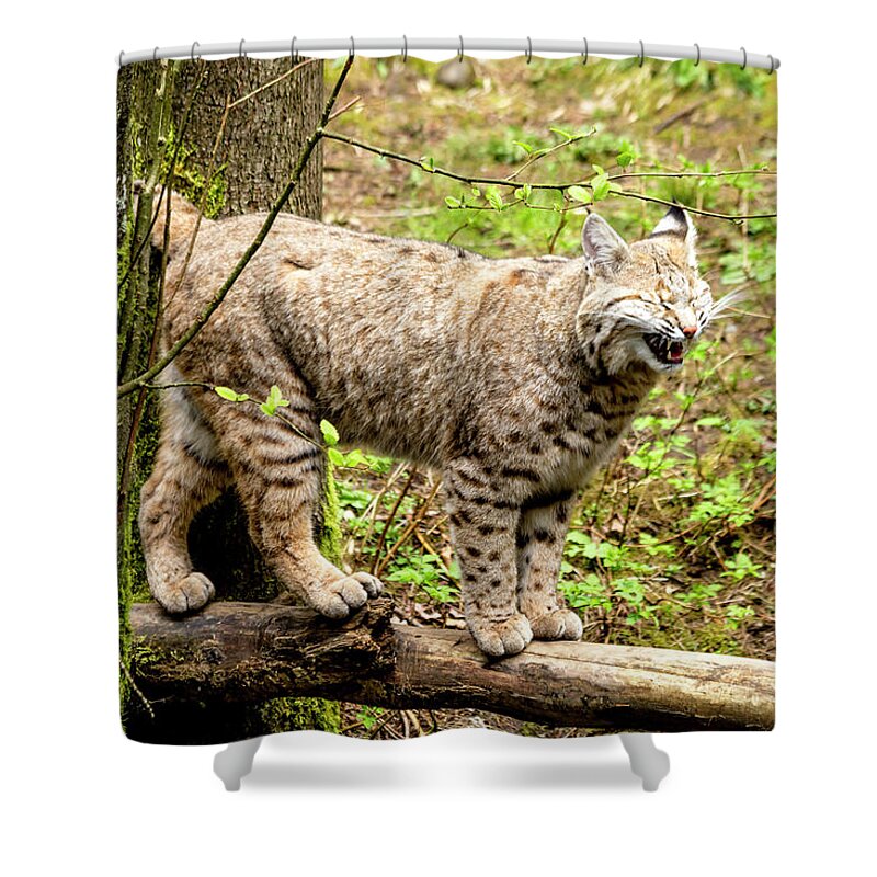 Animal Shower Curtain featuring the photograph Wild Bobcat in Mountain Setting by Teri Virbickis